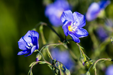 Blue flowers in spring, Flax (Linum usitatissimum) flowers 