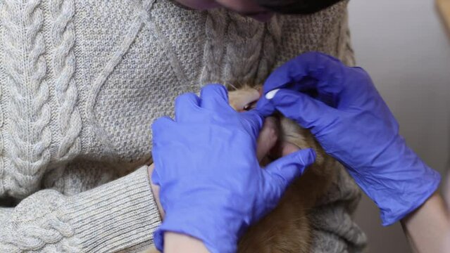 A young caucasian man in jeans and a knitted sweater sitting on a chair holds a ginger thoroughbred cat, and the hands of a young woman in blue gloves put a pill in her mouth, close-up side view.Conce