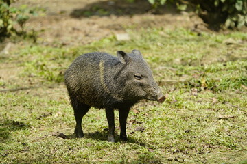 The collared peccary (Pecari tajacu) is a species of mammal in the family Tayassuidae found in North, Central, and South America