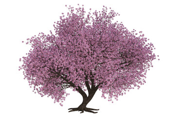 flowering tree isoled on transparent background.  (3D )