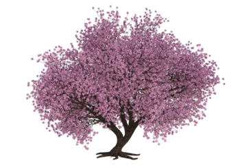 flowering tree isoled on transparent background.  (3D )