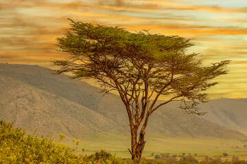 beautiful African landscape at sunrise with trees and mountains in national park - obrazy, fototapety, plakaty