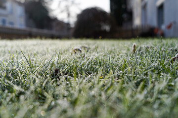 Gras mit Raureif im Garten