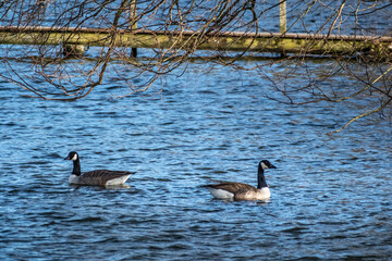 Canadian Geese going their own way