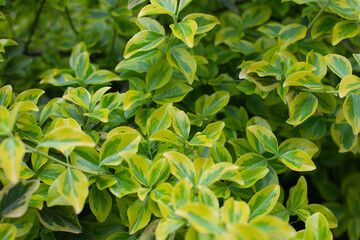 close up of a green leaves of bush plant texture in a garden
