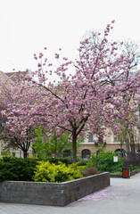 city park in spring with pink cherry trees in bloom
