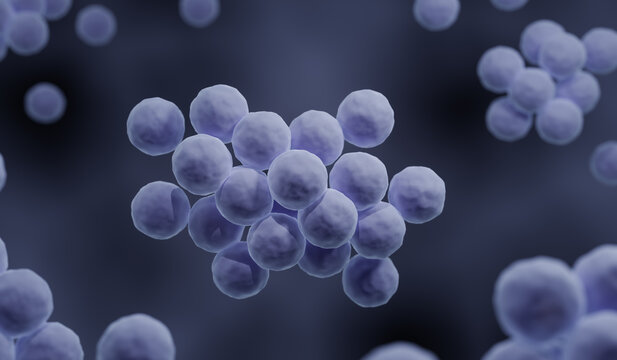 Staphylococci On The Surface Of Skin Stock Photo - Download Image Now -  Staphylococcus, MRSA, Bacterium - iStock