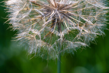 Macro shot. big dandelion on a green background