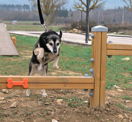 adiestramiento de perro  en parque canino