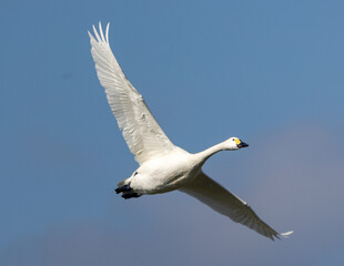 Bewick's swan in flight