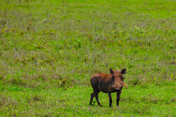 Common Warthog in the wild