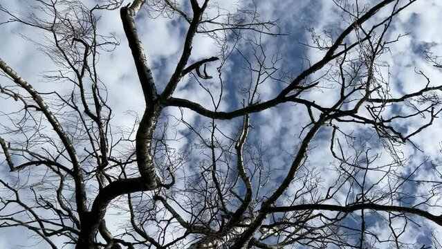 A dry tree against a spring sky.