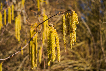 Gelbe Blütenkätzchen von einem Haselnussbaum