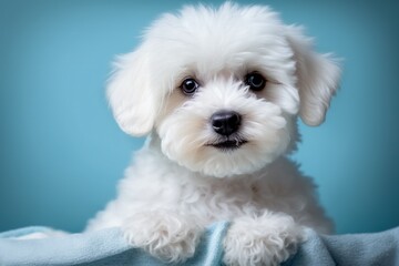 Obraz premium white puppy