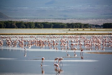 Fototapeta premium Animal Kingdom