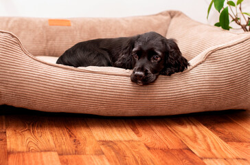 A small cocker spaniel puppy lies in a dog bed. The dog is two months old, she is black in color. The dog looks up, he is sad. The photo is blurred