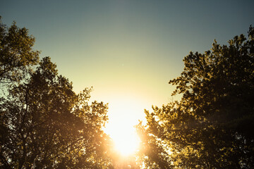 Sunrise through theorist pine trees 