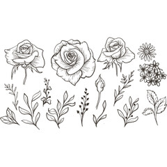 Rose Illustration Graphic Set, Rose Graphic,  Rose Illustration, Flower Graphic, Floral Illustration, Decoration, Vector, Cutting Files, Transparent - Isolated - Illustrator - SVG PNG JPG EPS