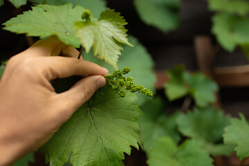Closeup of young grapes growing off the vine 