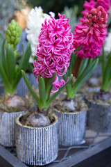 Beautiful bright pink Hyacinthus orientalis potted at the greek garden shop in spring.