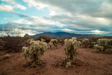 Teddy Bear Cholla Cacti under a cloudy morning sky in the Sonoran Desert near Amado, Arizona. Mt. Wrightson and the Santa Rita Mountains are seen in the distance.
