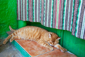 cute orange cat sleeping at the doorsteps