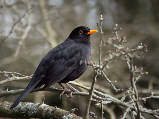 Eurasian blackbird (Turdus merula) male bird on a branch in spring 
