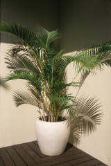 Majesty palm plant in big ceramic flower pot in the corner