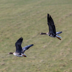 White fronted geese in flight.