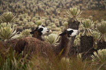 two llamas posing in the middle of a frailejon forest
