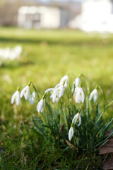 Obraz premium Weiße Schneeglöckchen im Gras