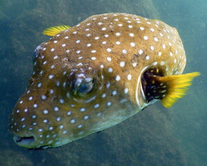 Costa Rica Pacific sea life © Brian