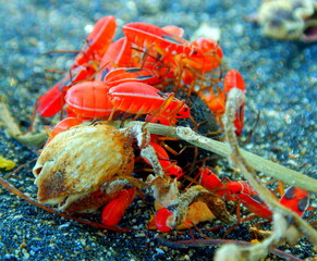 Costa Rica Pacific sea life