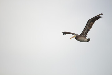 brown pelican flying in white sky