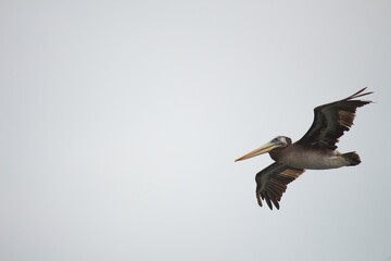 Brown pelican in flight with white background