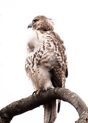 red tailed hawk