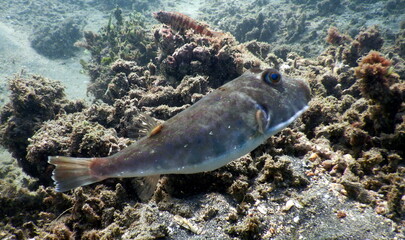 Costa Rica Pacific sea life