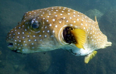 Costa Rica Pacific sea life © Brian