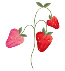 strawberries plant nature