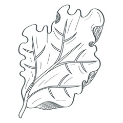 fresh lettuce vegetable