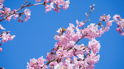 春の桜と青空