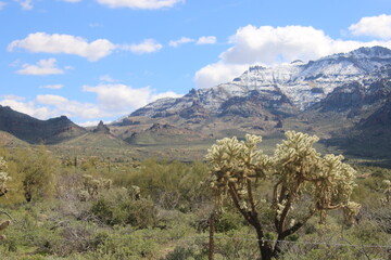 Cholla Cactus in Superstition Mountains