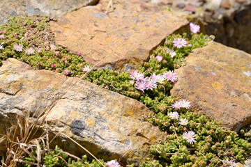 flowers blossoming among the stony path