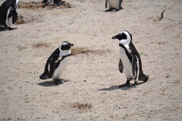 Fototapeta premium penguins of the boulders beach colony