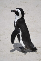 penguin on beach