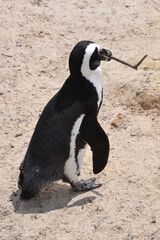 penguin holding a stick