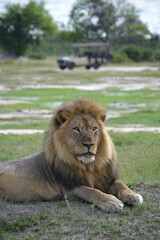 Obraz na płótnie Canvas Jericho the Male Lion of Hwange National Park