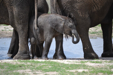 Fototapeta premium Baby Elephant Drinking Water