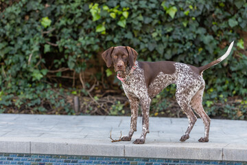 Cute German Shorthaired Pointer in the backyard