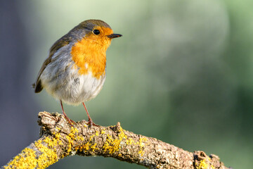 Aves